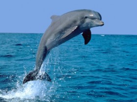 delfino[1]