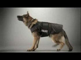 cane-poliziotto[1]
