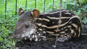 tapira